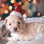 pet care holiday pricing