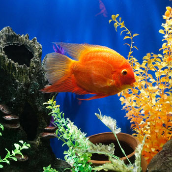 tropical fish in aquarium